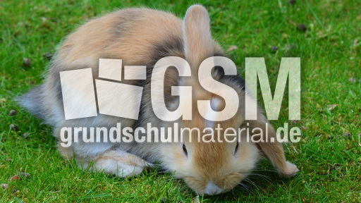 Widderkaninchen (17).jpg